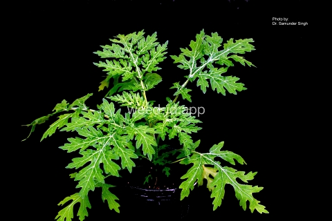 parthenium, ragweed